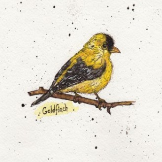 GoldFinch_Facing_Right